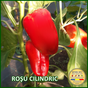 Toate soiurile de ardei - ARDEI ROSU CILINDRIC www.natural100.ro
