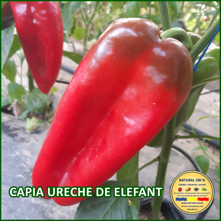 ARDEI CAPIA URECHE DE ELEFANT www.natural100.ro [3]