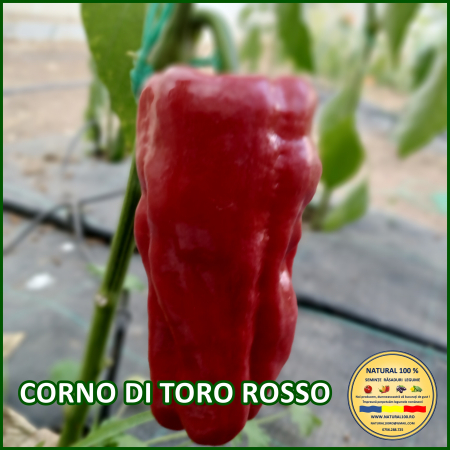 Ardei capia / kapia - ARDEI CORNO DI TORO ROSSO www.natural100.ro