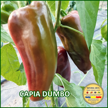Ardei capia / kapia - ARDEI CAPIA DUMBO www.natural100.ro