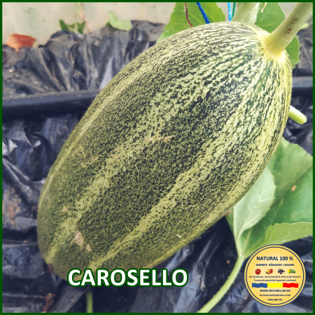 Toate soiurile de castraveti - CASTRAVETI CAROSELLO www.natural100.ro