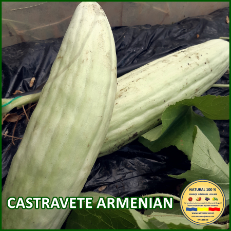 Toate soiurile de castraveti - CASTRAVETE ARMENIAN www.natural100.ro