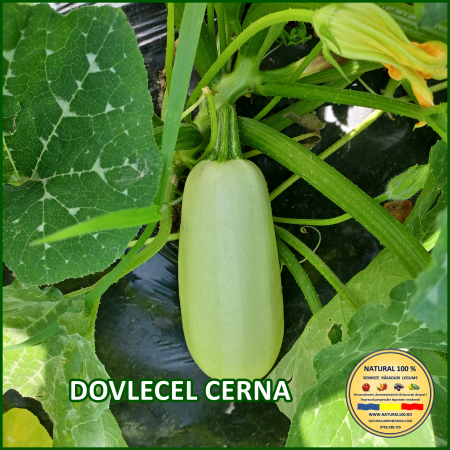 Seminte de dovlecei - DOVLECEL CERNA www.natural100.ro