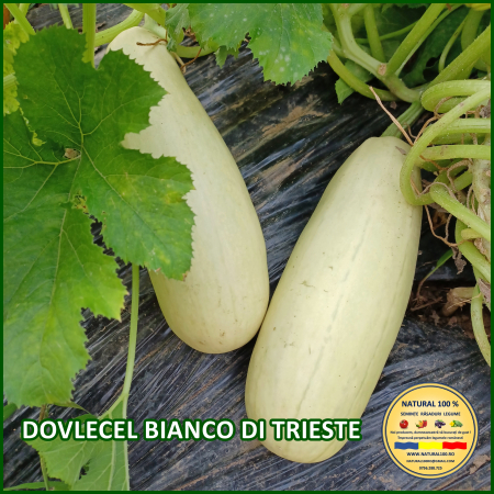 Seminte de dovlecei - DOVLECEL BIANCO DI TRIESTE www.natural100.ro
