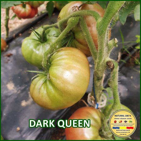 Rosii mari (peste 200 g) - ROSII DARK QUEEN www.natural100.ro