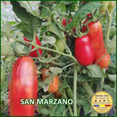 Toate soiurile de rosii - ROSII SAN MARZANO www.natural100.ro