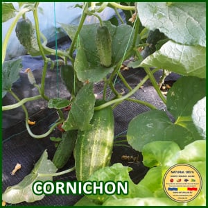 Cornichon - CASTRAVETI CORNICHON www.natural100.ro