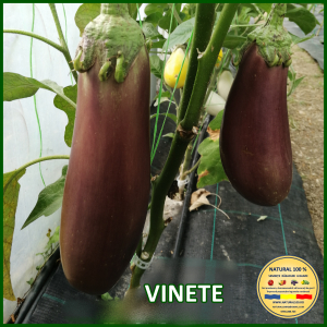 VINETE PANA CORBULUI www.natural100.ro [1]