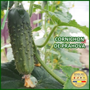 Cornichon - CASTRAVETI CORNICHON DE PRAHOVA www.natural100.ro