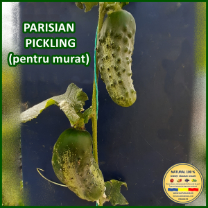Toate soiurile de castraveti - CASTRAVETI PARISIAN PICKLING www.natural100.ro