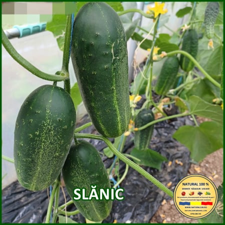 Cornichon - CASTRAVETI SLANIC www.natural100.ro