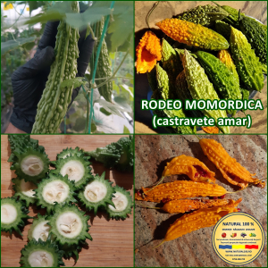 CASTRAVETI RODEO MOMORDICA (AMAR) www.natural100.ro