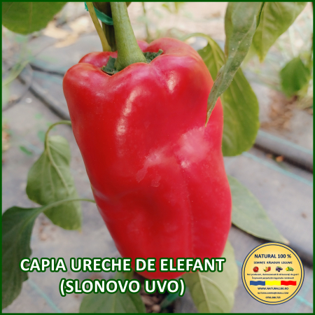 Ardei capia / kapia - ARDEI CAPIA URECHE DE ELEFANT (SLONOVO UVO) www.natural100.ro