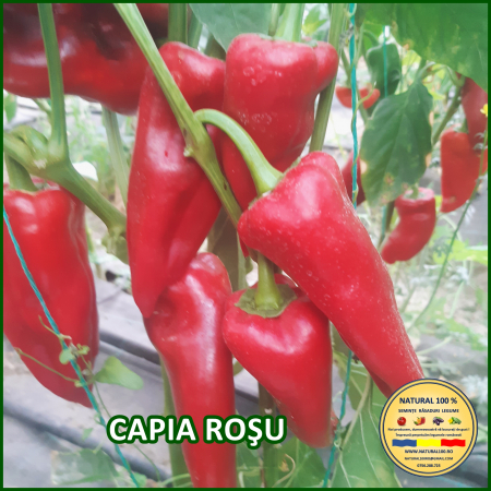 Seminte de ardei - ARDEI CAPIA ROSU www.natural100.ro