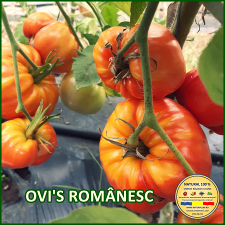 ROSII OVIS ROMANESC www.natural100.ro [1]
