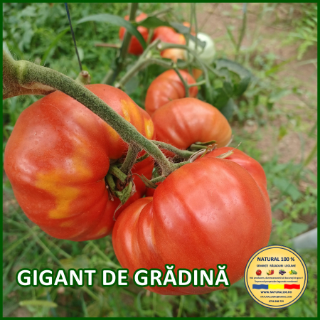 Rosii mari (peste 200 g) - ROSII GIGANT DE GRADINA www.natural100.ro