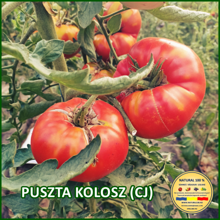 Rosii mari (peste 200 g) - ROSII PUSZTA KOLOSZ (CJ) www.natural100.ro