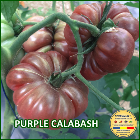 Rosii medii (75-200 g) - ROSII PURPLE CALABASH www.natural100.ro