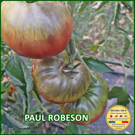 Toate soiurile de rosii - ROSII PAUL ROBESON www.natural100.ro