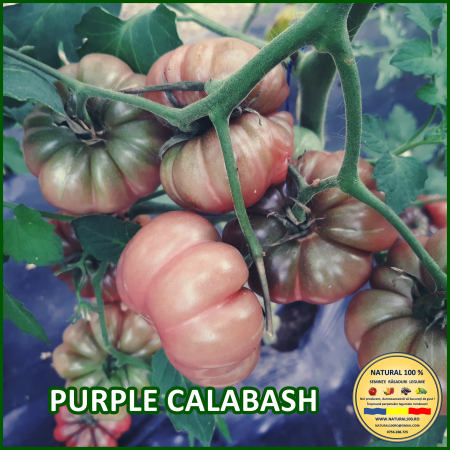 ROSII PURPLE CALABASH www.natural100.ro [1]