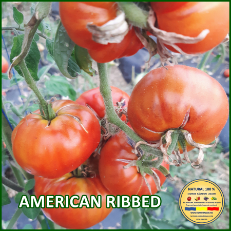 Toate soiurile de rosii - ROSII AMERICAN RIBBED www.natural100.ro