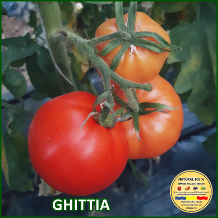 ROSII GHITTIA www.natural100.ro [1]