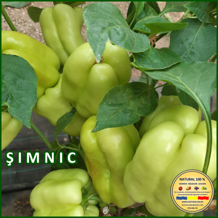 Vezi toate produsele - ARDEI SIMNIC www.natural100.ro