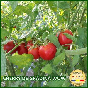 Toate soiurile de rosii - ROSII CHERRY DE GRADINA WOW www.natural100.ro