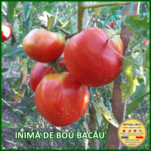 Rosii mari (peste 200 g) - ROSII INIMA DE BOU BACAU www.natural100.ro