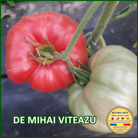 ROSII DE MIHAI VITEAZU www.natural100.ro [1]