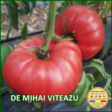 ROSII DE MIHAI VITEAZU www.natural100.ro [0]