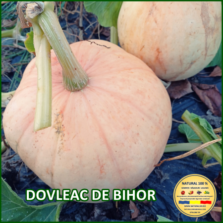 Vezi toate produsele - DOVLEAC DE BIHOR www.natural100.ro