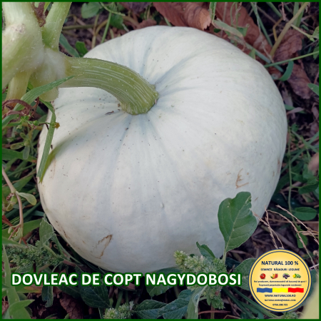 Seminte de dovlecei - DOVLEAC DE COPT NAGYDOBOSI www.natural100.ro