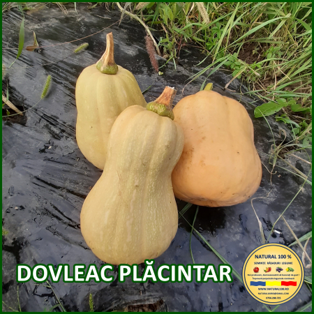 Seminte de dovlecei - DOVLEAC PLACINTAR www.natural100.ro