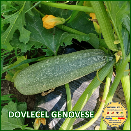 Vezi toate produsele - DOVLECEL GENOVESE www.natural100.ro