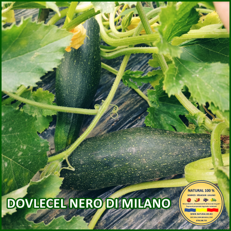 Seminte de dovlecei - DOVLECEL NERO DI MILANO www.natural100.ro