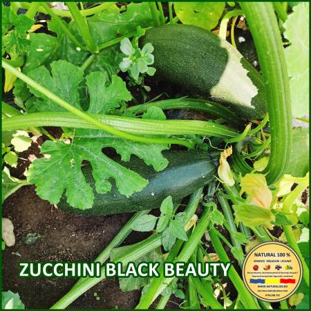 ZUCCHINI BLACK BEAUTY www.natural100.ro [0]