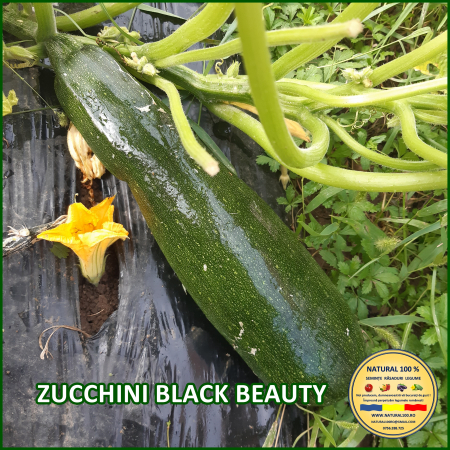 ZUCCHINI BLACK BEAUTY www.natural100.ro [1]