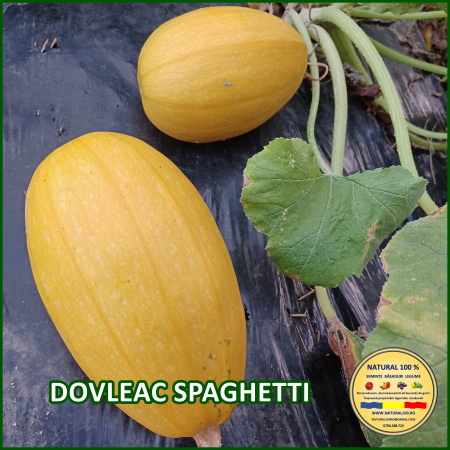 Vezi toate produsele - DOVLEAC SPAGHETTI www.natural100.ro