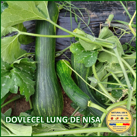 Vezi toate produsele - DOVLECEL LUNG DE NISA www.natural100.ro