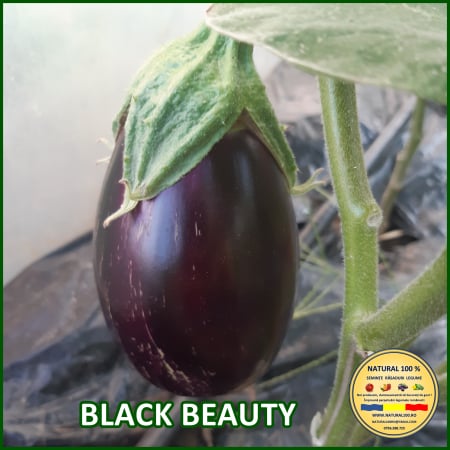 VINETE BLACK BEAUTY www.natural100.ro