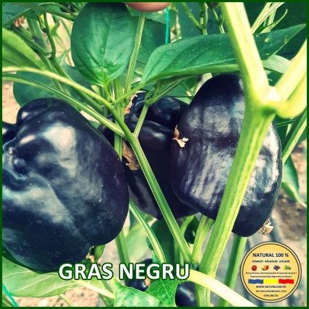 ARDEI GRAS NEGRU www.natural100.ro [0]
