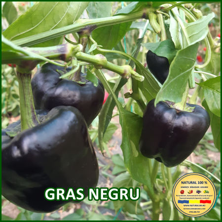 ARDEI GRAS NEGRU www.natural100.ro [1]