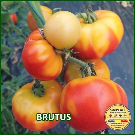 Rosii mari (peste 200 g) - ROSII BRUTUS www.natural100.ro