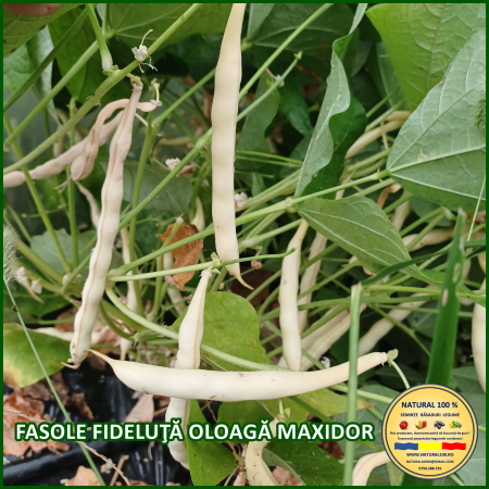 FASOLE FIDELUTA OLOAGA MAXIDOR www.natural100.ro [0]