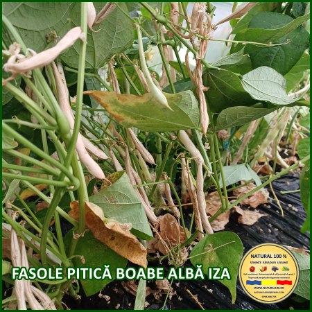 FASOLE PITICA BOABE ALBA IZA www.natural100.ro [1]