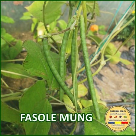 Vezi toate produsele - FASOLE MUNG www.natural100.ro
