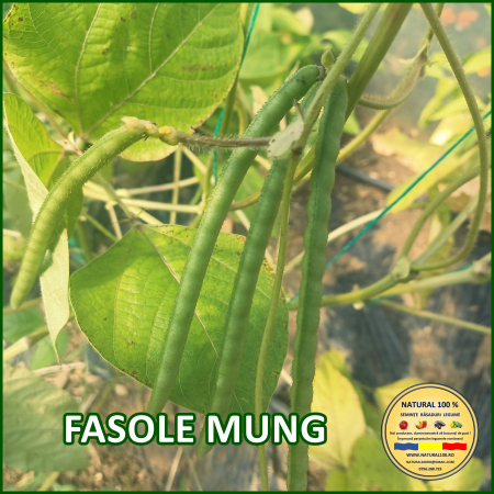 FASOLE MUNG www.natural100.ro [1]