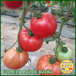 Rosii medii (75-200 g) - ROSII FLORELIA ROZ DE BUZAU www.natural100.ro