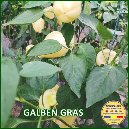ARDEI GALBEN GRAS www.natural100.ro [3]